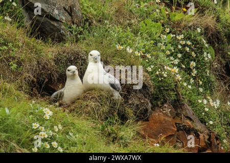 Ein Paar nördlicher Fullmars (Fulmarus glazialis) unter den Achtblättrigen Bergavenen (Dryas octopetala) in Island Stockfoto