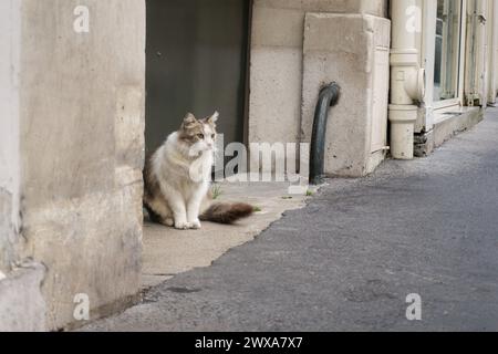 Langhaarige Straßenkatze in Paris Stockfoto