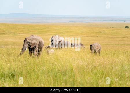 Elefanten in der kenianischen Umgebung im wunderbaren amboseli National Reserve Stockfoto
