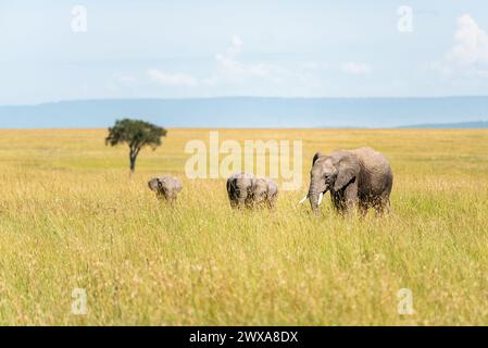 Elefanten in der kenianischen Umgebung im wunderbaren amboseli National Reserve Stockfoto