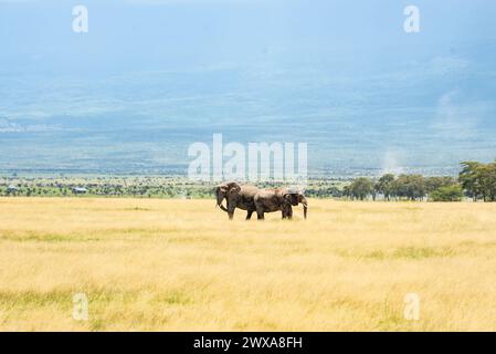 Elefant im Naturschutzgebiet Amboseli Stockfoto