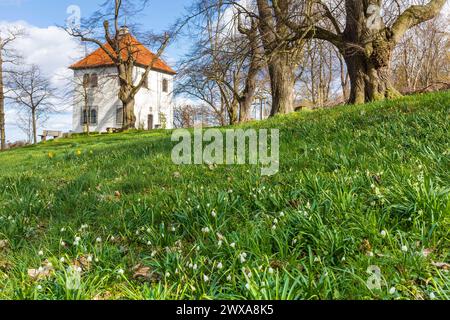 Märzenbecher Leucojum vernum blühen am Totenhäusel, Aussichtspunkt über dem Elbtal bei Meißen, Sachsen, Deutschland *** Frühlingsschneeflocken Leucojum ver Stockfoto