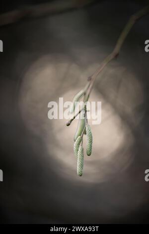 Catkins auf einem Haselnussbraun Corylus Avellana mit geringer Schärfentiefe und Hintergrundbeleuchtung von der Sonne Stockfoto