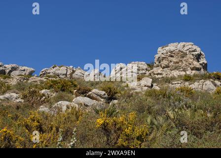 Felsvorsprünge auf Cavall Verd mit Fächerpalmen, Rosmarin und Ginster in Blüte unter blauem Himmel, Nr Benimaurell, Vall de Laguar, Provinz Alicante, Spanien Stockfoto