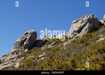 Felsvorsprünge auf Cavall Verd mit Rosmarin und Ginster in der Blüte unter hellblauem Himmel, Nr Benimaurell, Vall de Laguar, Provinz Alicante, Spanien Stockfoto