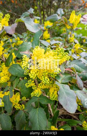 Berberis aquifolium, die Oregon-Traube oder holly-blättrige Berberitze, ist eine blühende Pflanzenart aus der Familie der Berberidaceae. Stockfoto