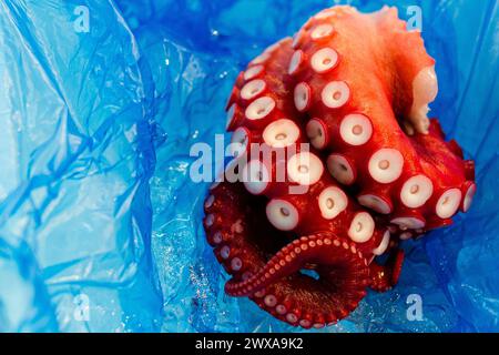 Großer Oktopus Tentacle Tsukiji Markt in Tokio Japan Stockfoto