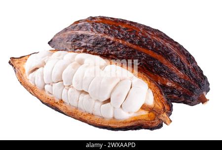 Frische Kakaofrüchte isoliert auf weißem Hintergrund. Dunkelrote Kakaoschoten. Beschneidungspfad Stockfoto