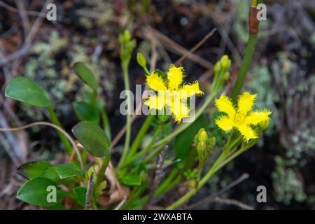 Villarsia capensis in den Bergen bei Hermanus, Westkap von Südafrika Stockfoto