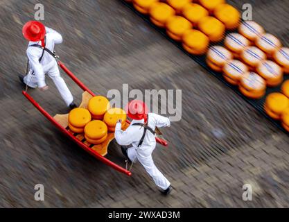 ALKMAAR - der Käse wird während der Eröffnung des ersten Käsemarktes der Saison auf dem Waagplein verkauft. ANP REMKO DE WAAL niederlande raus - belgien raus Stockfoto