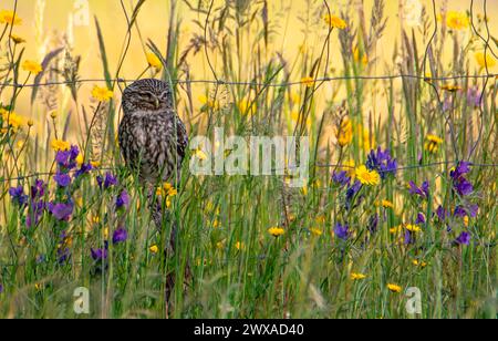 Eine kleine Eule, Athene noctua, thronte auf einem Stacheldraht. Stockfoto