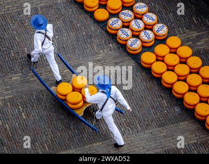 ALKMAAR - der Käse wird während der Eröffnung des ersten Käsemarktes der Saison auf dem Waagplein verkauft. ANP REMKO DE WAAL niederlande raus - belgien raus Stockfoto