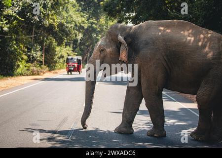 Wilder Elefant überquert die Hauptstraße, während das rote Tuk Tuk ihm das Recht gibt, zu gehen. Habarana in Sri Lanka. Stockfoto