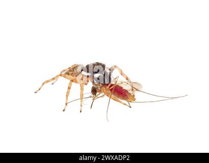 Halbkantige Spinnenkörper, die eine Mücke auf weißem Hintergrund isst, Menemerus semilimbatus Stockfoto