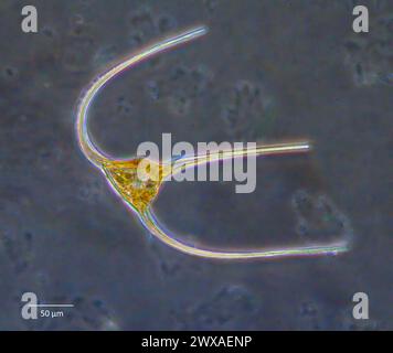 Planktondinoflagellat aus der Gattung Ceratium aus Küstengewässern Südwestnorwegens. Stockfoto