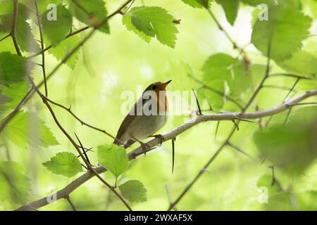 Robin Vogel sitzt nahe auf einem Baumzweig Stockfoto