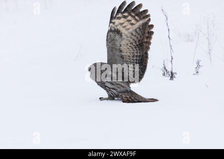 Große graue Eule jagt im Winter eine Maus Stockfoto