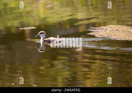 Roddy Shelduck Küken schwimmen auf dem See Stockfoto