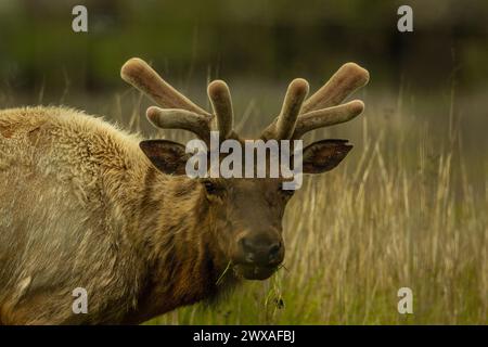 Ein Tule Elk Bulle aus Samt in der umzäunten Anlage des San Luis National Wildlife Refuge Stares, Kalifornien USA Stockfoto