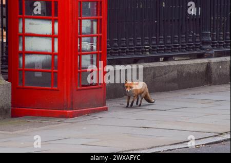 London, Großbritannien. Februar 2024. Ein Fuchs kommt an einer roten Telefonzelle in Central London vorbei. Quelle: Vuk Valcic/Alamy Stockfoto