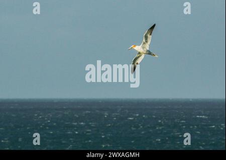 Gannet fliegt über dem Meer in der nördlichen Bretagne, Frankreich Stockfoto