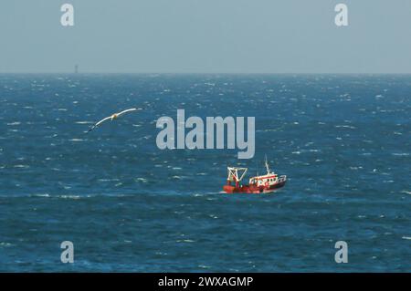 Gannet fliegt über ein windiges Meer und ein Fischerboot in der nördlichen Bretagne, Frankreich Stockfoto