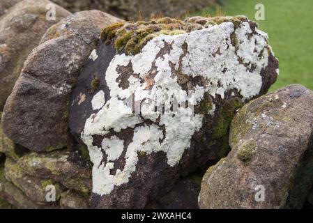 Grauweiße Flechtenmuster auf einer Trockenmauer in Long Preston, North Yorkshire. Stockfoto