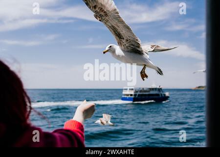 Möwen fliegen über das Meer in der Nähe eines Bootes mit sichtbarer Hand, was auf Interaktion mit der Tierwelt hinweist Stockfoto