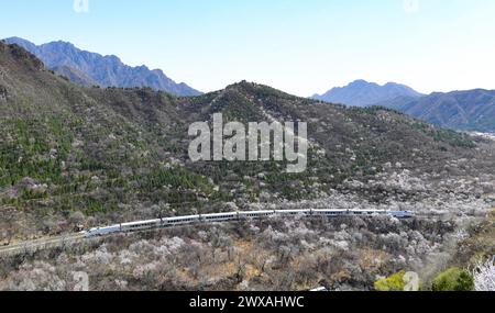 Peking, China. März 2024. Der Zug S2 fährt zwischen blühenden Blumen in der Nähe des Juyongguan-Abschnitts der Chinesischen Mauer in Peking, der Hauptstadt Chinas, am 29. März 2024. Quelle: Chen Zhonghao/Xinhua/Alamy Live News Stockfoto