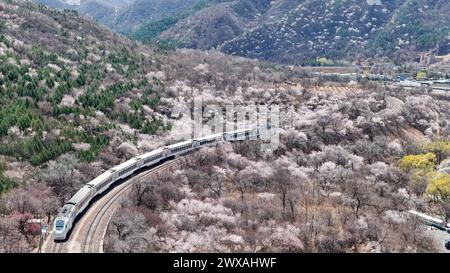 Peking, China. März 2024. Der Zug S2 fährt zwischen blühenden Blumen in der Nähe des Juyongguan-Abschnitts der Chinesischen Mauer in Peking, der Hauptstadt Chinas, am 29. März 2024. Quelle: Ju Huanzong/Xinhua/Alamy Live News Stockfoto