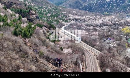 Peking, China. März 2024. Touristen sehen einen Zug, der zwischen blühenden Blumen in der Nähe des Juyongguan-Abschnitts der Chinesischen Mauer in Peking, Hauptstadt Chinas, fährt, 29. März 2024. Quelle: Ju Huanzong/Xinhua/Alamy Live News Stockfoto