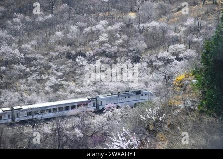 Peking, China. März 2024. Der Zug S2 fährt zwischen blühenden Blumen in der Nähe des Juyongguan-Abschnitts der Chinesischen Mauer in Peking, der Hauptstadt Chinas, am 29. März 2024. Quelle: Chen Zhonghao/Xinhua/Alamy Live News Stockfoto