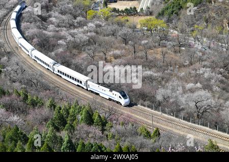 Peking, China. März 2024. Der Zug S2 fährt zwischen blühenden Blumen in der Nähe des Juyongguan-Abschnitts der Chinesischen Mauer in Peking, der Hauptstadt Chinas, am 29. März 2024. Quelle: Chen Zhonghao/Xinhua/Alamy Live News Stockfoto