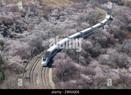 Peking, China. März 2024. Der Zug S2 fährt zwischen blühenden Blumen in der Nähe des Juyongguan-Abschnitts der Chinesischen Mauer in Peking, der Hauptstadt Chinas, am 29. März 2024. Quelle: Zhang Chenlin/Xinhua/Alamy Live News Stockfoto