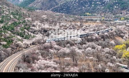 Peking, China. März 2024. Der Zug S2 fährt zwischen blühenden Blumen in der Nähe des Juyongguan-Abschnitts der Chinesischen Mauer in Peking, der Hauptstadt Chinas, am 29. März 2024. Quelle: Ju Huanzong/Xinhua/Alamy Live News Stockfoto