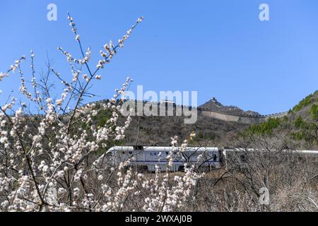 Peking, China. März 2024. Der Zug S2 fährt zwischen blühenden Blumen in der Nähe des Juyongguan-Abschnitts der Chinesischen Mauer in Peking, der Hauptstadt Chinas, am 29. März 2024. Quelle: Ju Huanzong/Xinhua/Alamy Live News Stockfoto