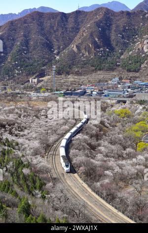 Peking, China. März 2024. Der Zug S2 fährt zwischen blühenden Blumen in der Nähe des Juyongguan-Abschnitts der Chinesischen Mauer in Peking, der Hauptstadt Chinas, am 29. März 2024. Quelle: Chen Zhonghao/Xinhua/Alamy Live News Stockfoto