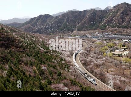 Peking, China. März 2024. Der Zug S2 fährt zwischen blühenden Blumen in der Nähe des Juyongguan-Abschnitts der Chinesischen Mauer in Peking, der Hauptstadt Chinas, am 29. März 2024. Quelle: Zhang Chenlin/Xinhua/Alamy Live News Stockfoto