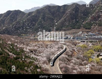 Peking, China. März 2024. Der Zug S2 fährt zwischen blühenden Blumen in der Nähe des Juyongguan-Abschnitts der Chinesischen Mauer in Peking, der Hauptstadt Chinas, am 29. März 2024. Quelle: Zhang Chenlin/Xinhua/Alamy Live News Stockfoto