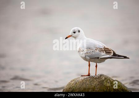 Vertikales Porträt einer Möwe auf einem Stein im See Stockfoto