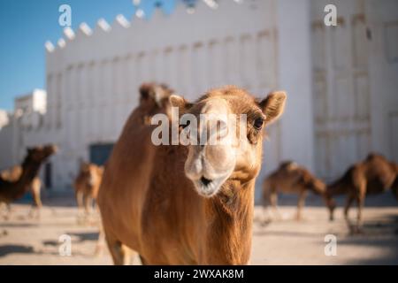 Kurioses Kamel in der Nähe von Souq Waqif mit Blick auf die Kamera. Historisches Viertel von Doha in Katar. Stockfoto