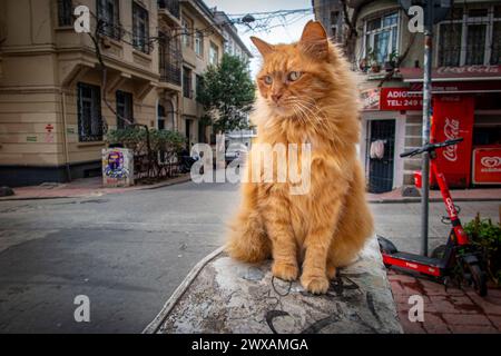 Eine streunende Ingwerkatze sitzt an einer Wand in Istanbul, Türkei, Stadt der Katzen Stockfoto