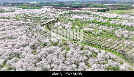 HEFEI, CHINA - 29. MÄRZ 2024 - Luftbild zeigt einen großen Kirschblütenwald in Hefei, Provinz Anhui, China, 29. März 2024. Stockfoto