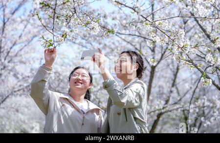 HEFEI, CHINA - 29. MÄRZ 2024 - Touristen machen Selfies zwischen Kirschblüten in voller Blüte in Hefei, Provinz Anhui, China, 29. März 2024. Stockfoto
