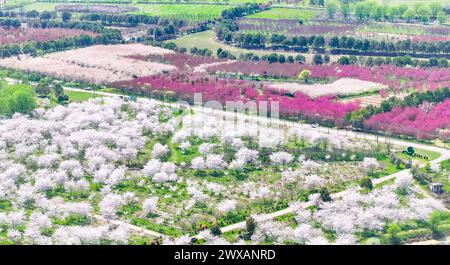 HEFEI, CHINA - 29. MÄRZ 2024 - Luftbild zeigt einen großen Kirschblütenwald in Hefei, Provinz Anhui, China, 29. März 2024. Stockfoto