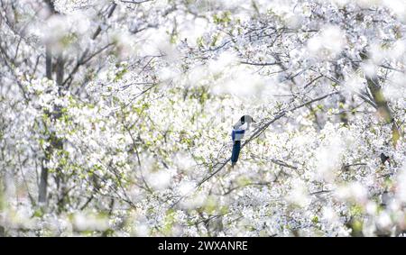 HEFEI, CHINA - 29. MÄRZ 2024 - Ein Vogel steht in Hefei, Provinz Anhui, China, 29. März 2024 unter den Kirschblüten in voller Blüte. Stockfoto