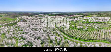 HEFEI, CHINA - 29. MÄRZ 2024 - Luftbild zeigt einen großen Kirschblütenwald in Hefei, Provinz Anhui, China, 29. März 2024. Stockfoto