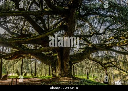 Blick auf eine herrliche weinende blaue atlas-Zederne in einem Park in Frankreich Stockfoto