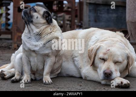 Porträt von traurigem labrador und Mops Hund. Stockfoto