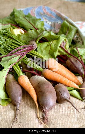 Im Nahbild liegen reife Früchte von Rüben und Karotten mit Oberteilen auf dem Stoff. Stockfoto